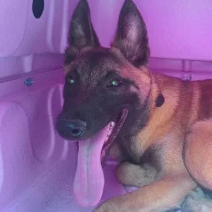 Adestrador de cachorro foto