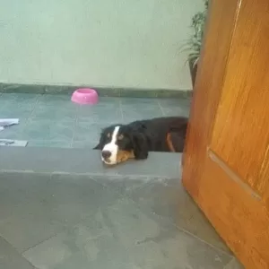 Adestrador de cachorro foto