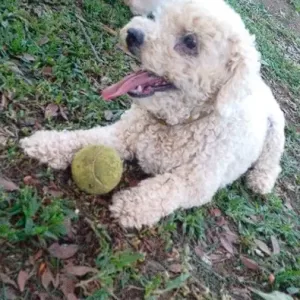 Adestrador de cachorro foto